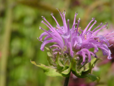 Monarda fistulosaBergamotplant bestellen